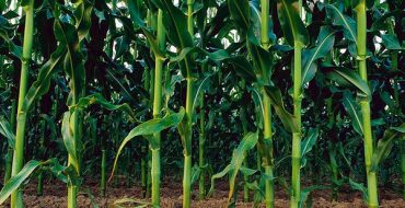 Anwendung von Bodenherbiziden auf Mais