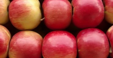 Idared varietal apples prepared for transportation