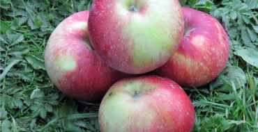 Pommes Antey mûres juteuses sur l'herbe