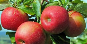 Fruit-bearing apple tree branch Jonagold