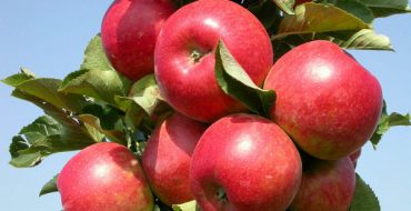 Fruiting apple varieties Elena