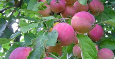 Apple-tree fruits Kitayka Saninskaya