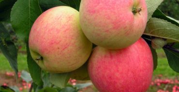 Apparition des pommes Rêve