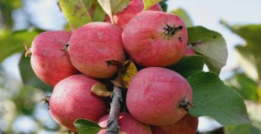 Apple branch Pepin saffron with ripe fruits