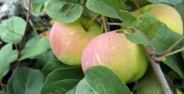 Apple fruit Gift for gardeners