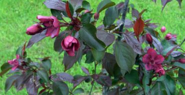 Blooming apple tree Royalty - garden decoration