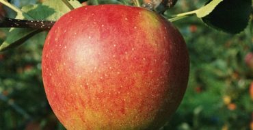 Apple fruit Delight close up