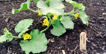 Le melon a besoin de lumière, de chaleur et d'un arrosage doux