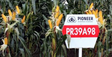 Versuchsfläche mit Maiskulturen Pioneer