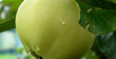 Apple Papier close-up