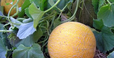 Melonen der Sorte Kolkhoznitsa reifen im Garten