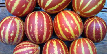 Reife vietnamesische Melonenkürbisse