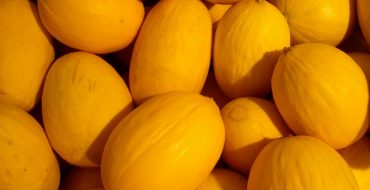 Viele gelbe Melonen