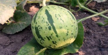 Junge Melone im freien Feld