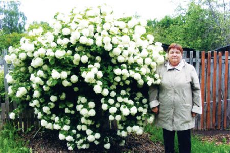 Kalina Buldenezh - mândria oricărei grădini