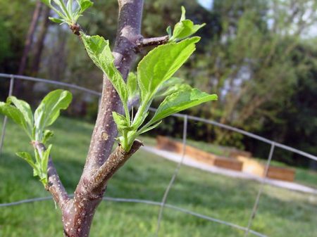 أصناف شجرة التفاح قلادة موسكو في الربيع