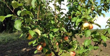 Young apple tree Grushovka Moscow