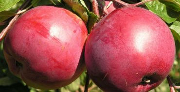 Pommes mûres de la variété sucrée biélorusse