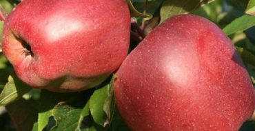 Große Früchte des Gloucester Apfelbaums