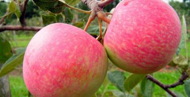 Fruits de poirier sur une branche