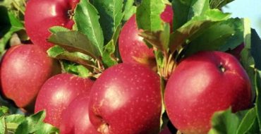 ثمار التفاح من مجموعة Kovalenkovskoe