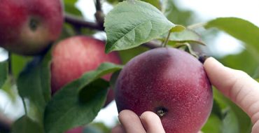 Harvesting of winter apples Krasa Sverdlovsk