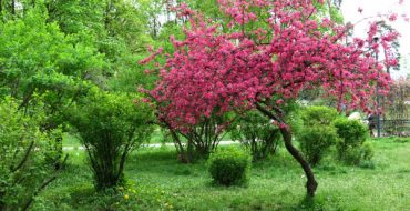 Un exemple de déco de jardin avec un pommier Nedzwiecki