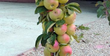 Pommes mûres de président sur l'arbre