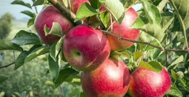 الفاكهة الناضجة لشجرة التفاح Silverhoof