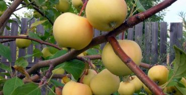 Branche de pomme Oural en vrac avec des fruits