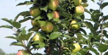 Variétés de pommes en colonnes Monnaie aux fruits