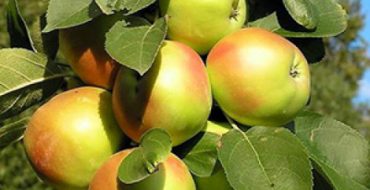 Apfelbaum Bernsteinkette mit reifen Früchten