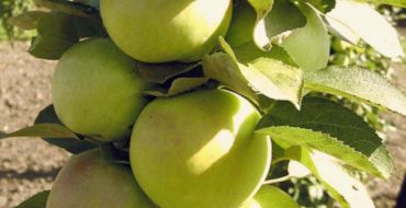إثمار شجرة التفاح العمودية ملوخ