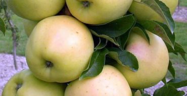 Apple fruits of the Medoc variety