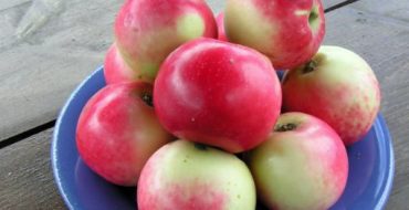 Solntsedar apples on a plate