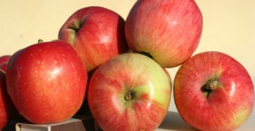 ثمار التفاح الناضجة الشمس