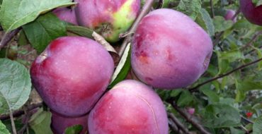 Ripening winter apples Imant