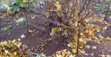 Stachelbeerblätter und Unkraut im Herbst reinigen