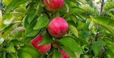 Variété de pomme colonnaire Vasyugan