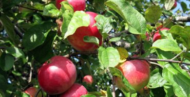 Fruits juteux de la variété de pommier Zvezdochka