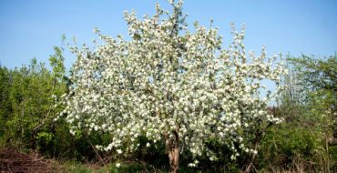 Blühender Apfelbaum Sternchen im Frühling