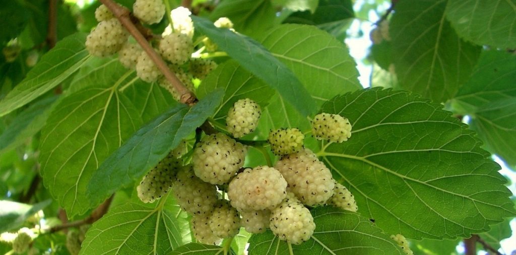 Mulberry Harvest White Tenderness