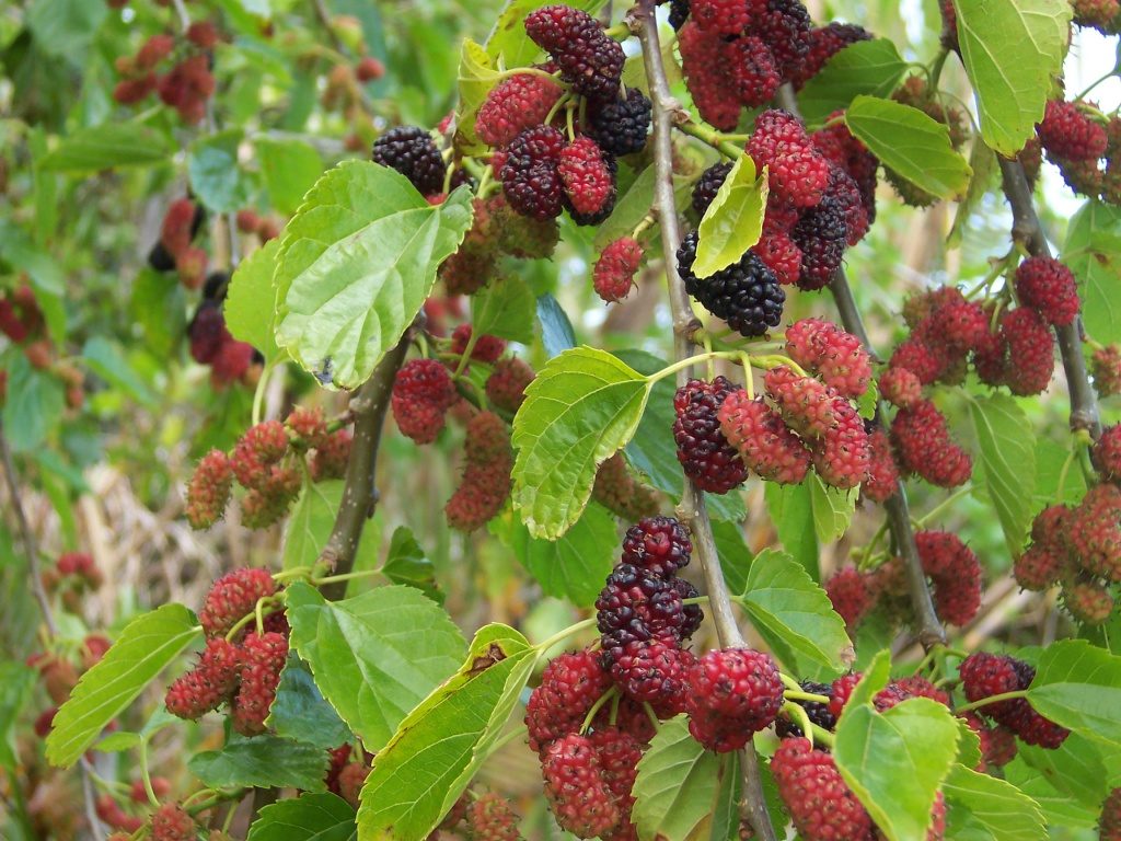 Rote Maulbeerbaumfrucht