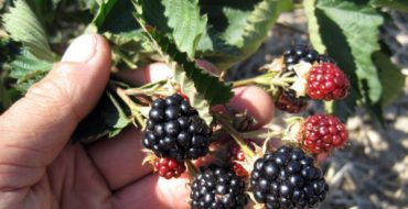 Navajo Blackberry Hybrid Fruit