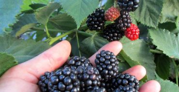 Hull Thornless Blackberry Harvest