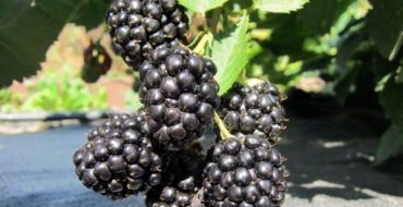 Triple Crown Blackberry Escape mit Früchten