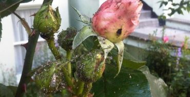 Malignant pest of a rose - aphid