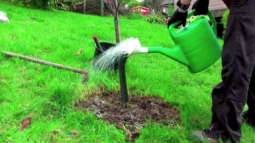 Bewässerungsprozess der jungen Maulbeere
