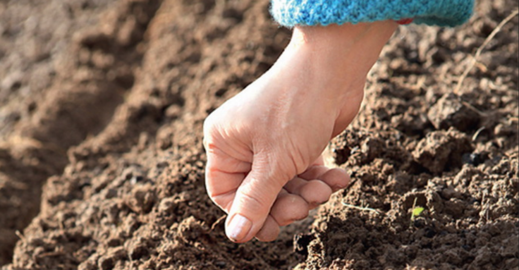 Plantarea semințelor de ridiche în sol