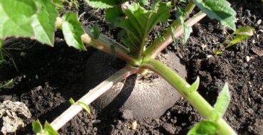 Black radish in the garden